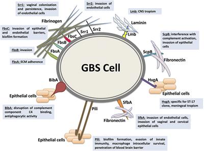 Frontiers | Group B Streptococcal Colonization, Molecular ...